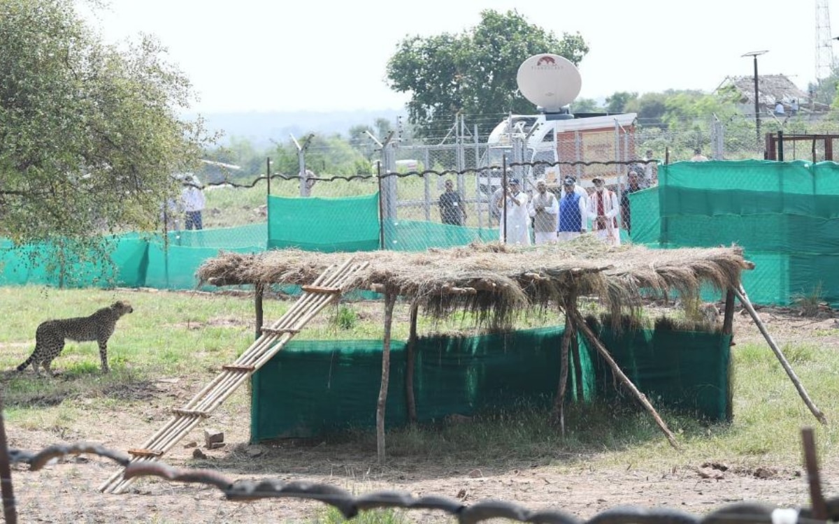 पीएम संग मुख्यमंत्री शिवराज सिंह चौहान ने किया चीतों को रिसीव 