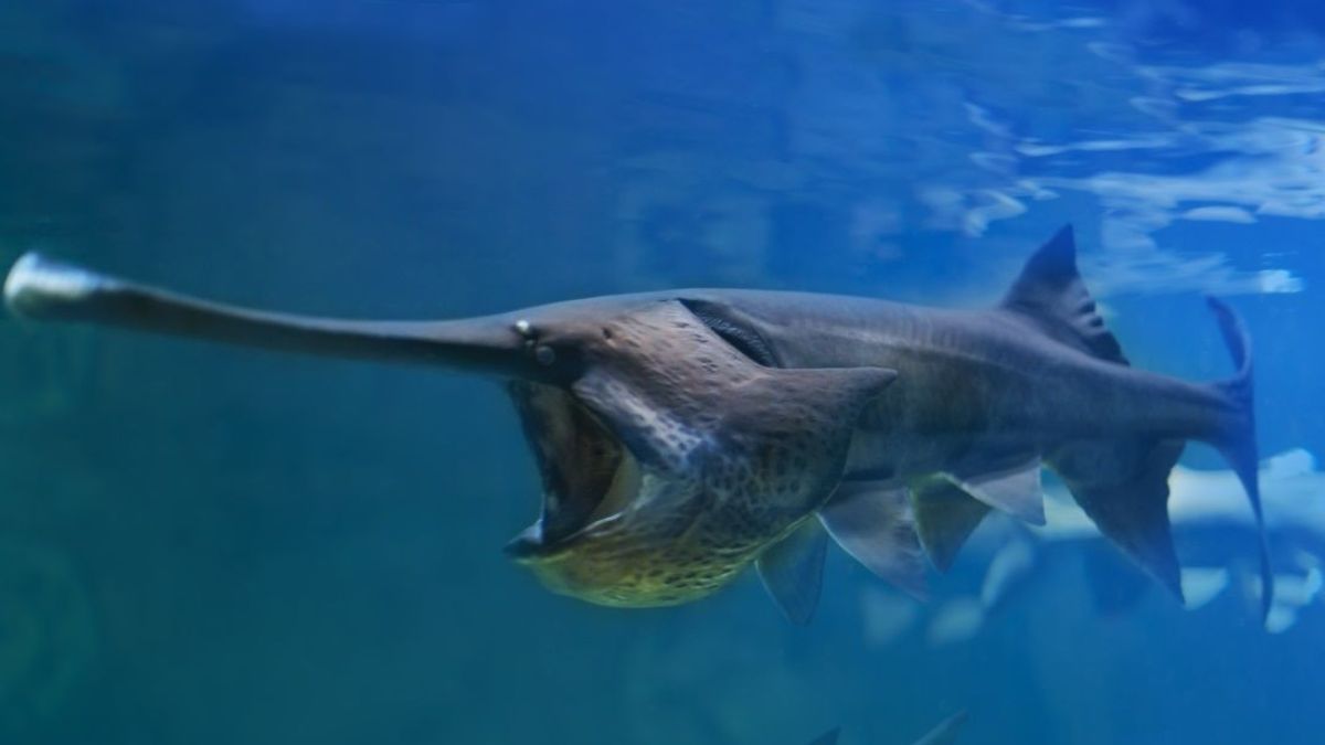 चाइनीज पैडलफिश