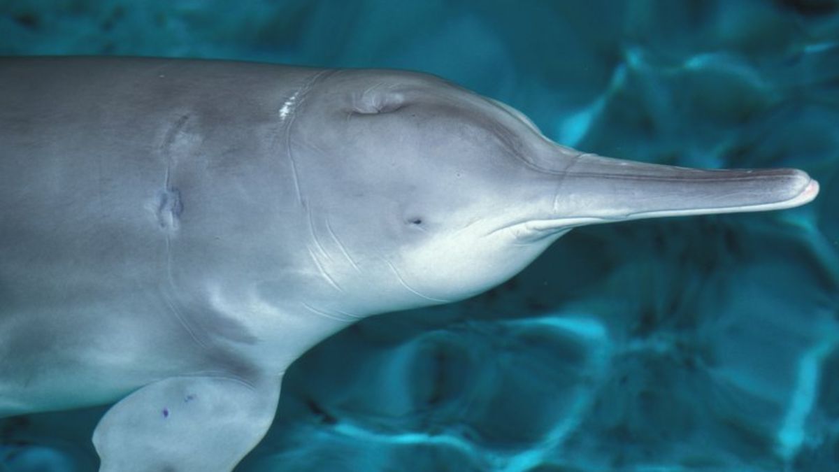  यांग्त्जी रिवर डॉल्फिन