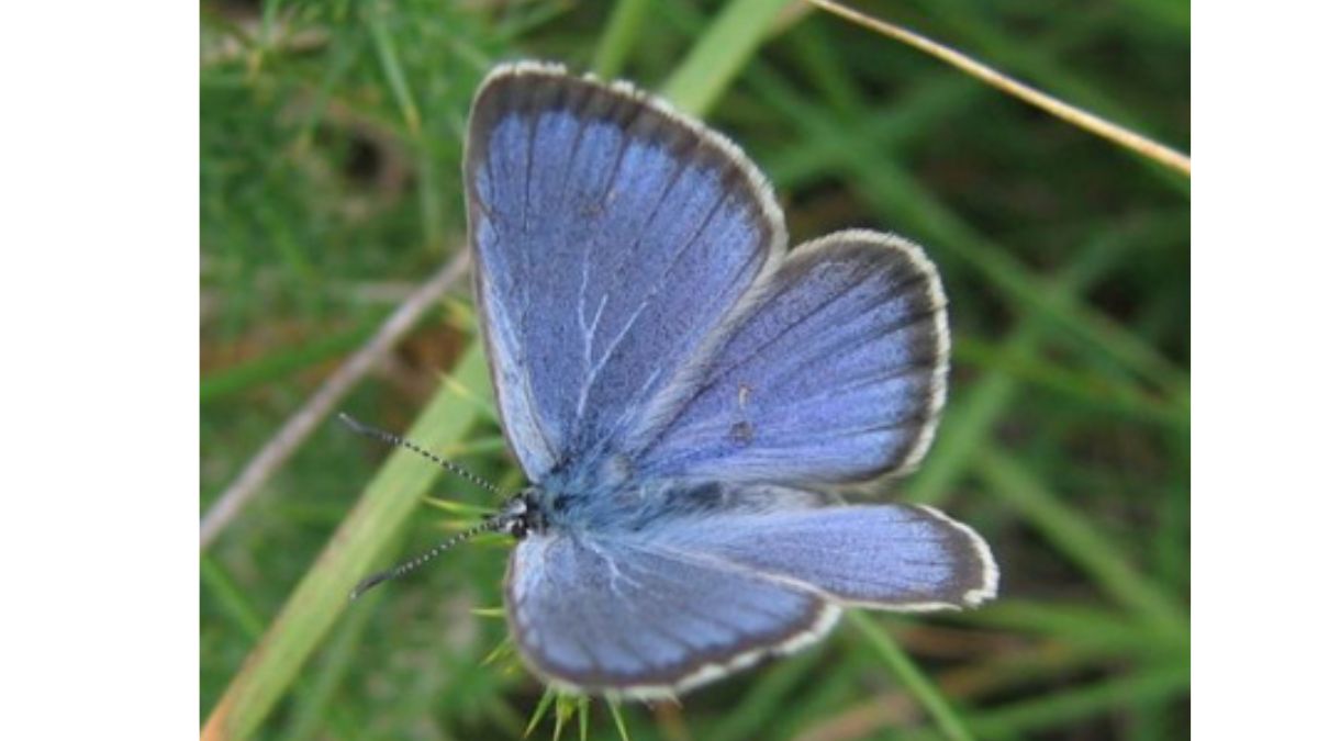 डच तितली