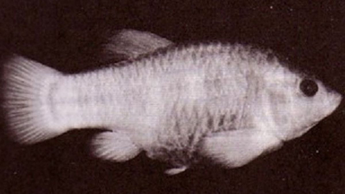 टेकोपा पपफिश