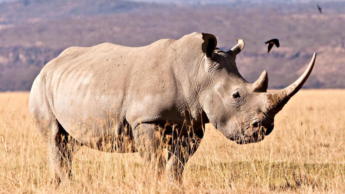 नॉर्दर्न वाइट राइनोसॉरस