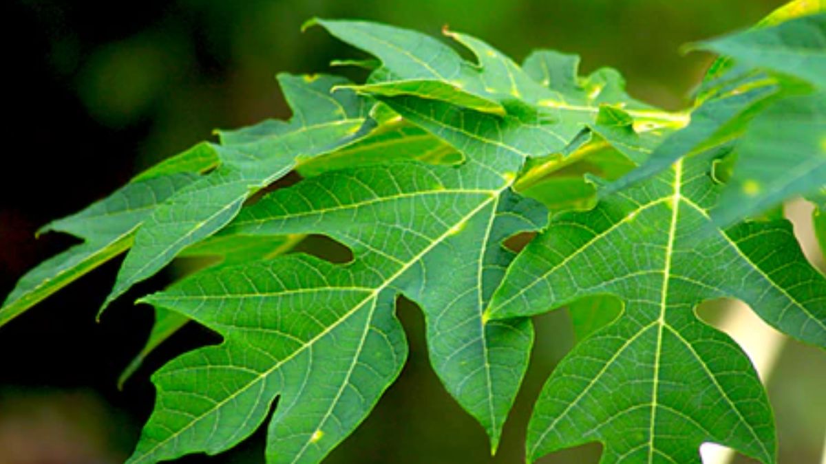 पपीते के पत्ते 