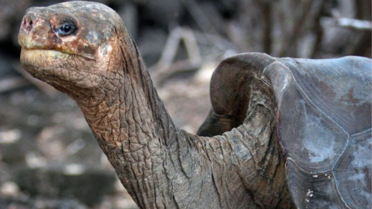 पिंटा आइलैंड टॉर्टोइज