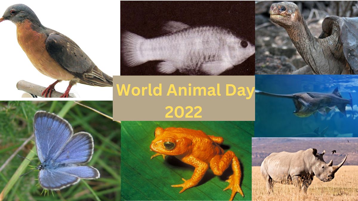 World Animal Day