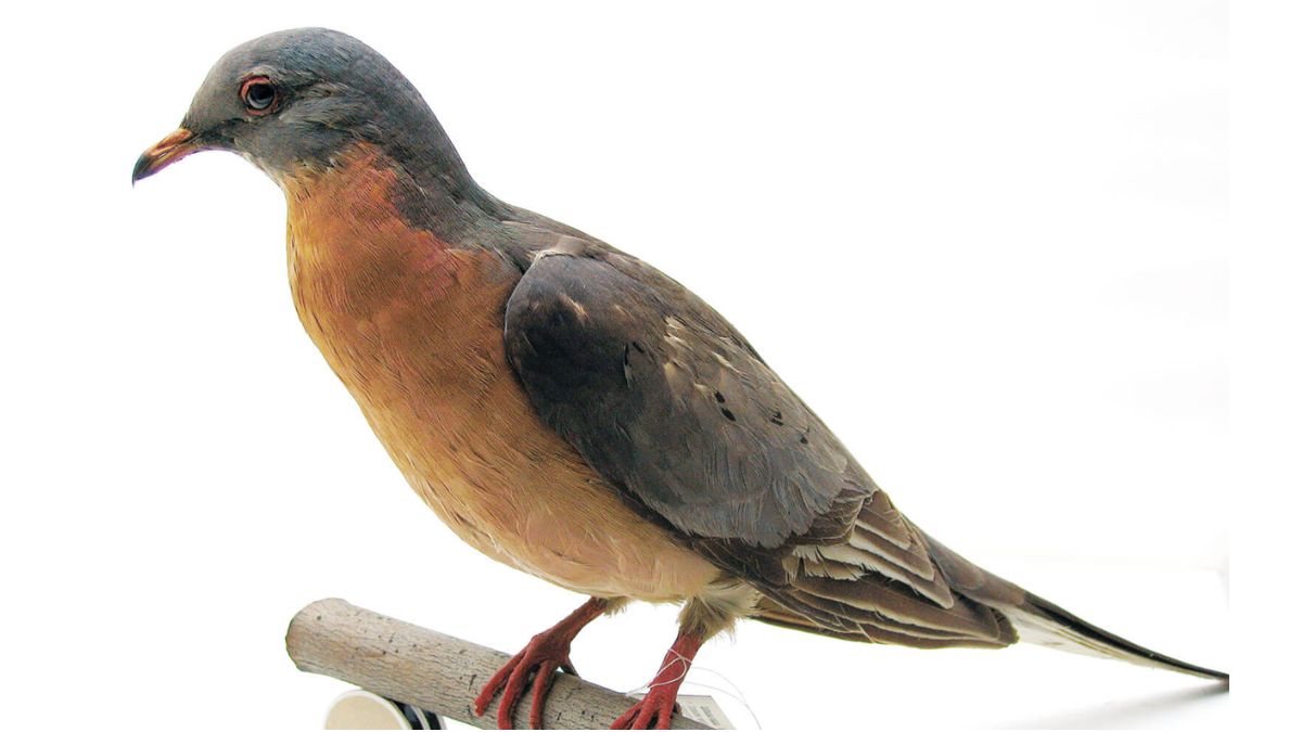 पैसेंजर पीजन: