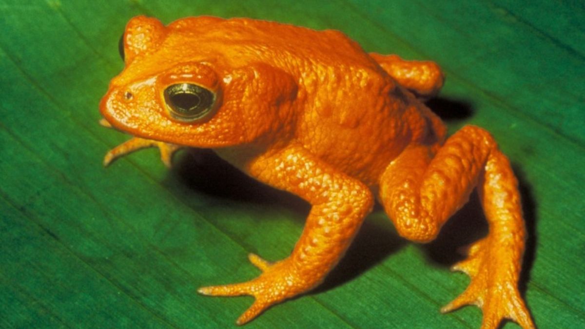 गोल्डन टॉड