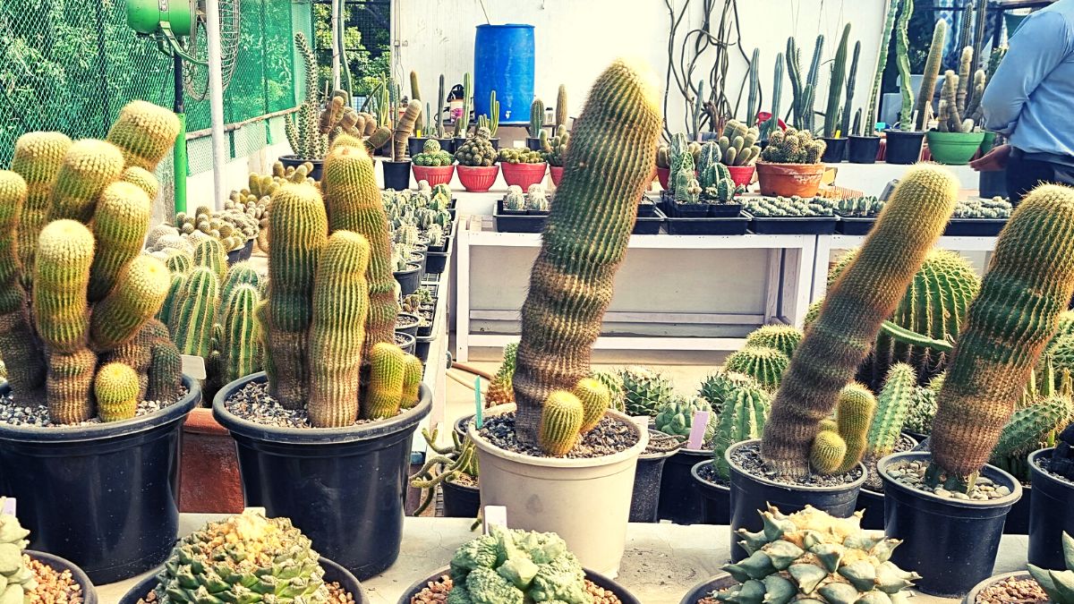 Cactus Garden