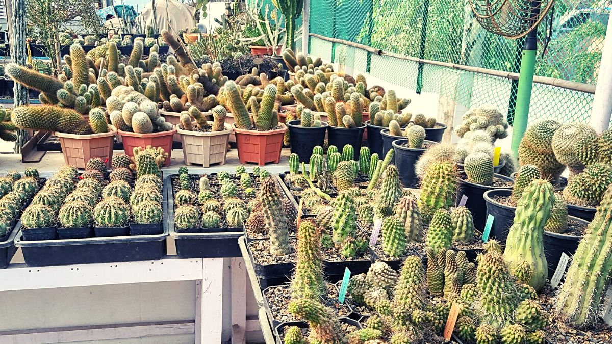 Cactus Plants 