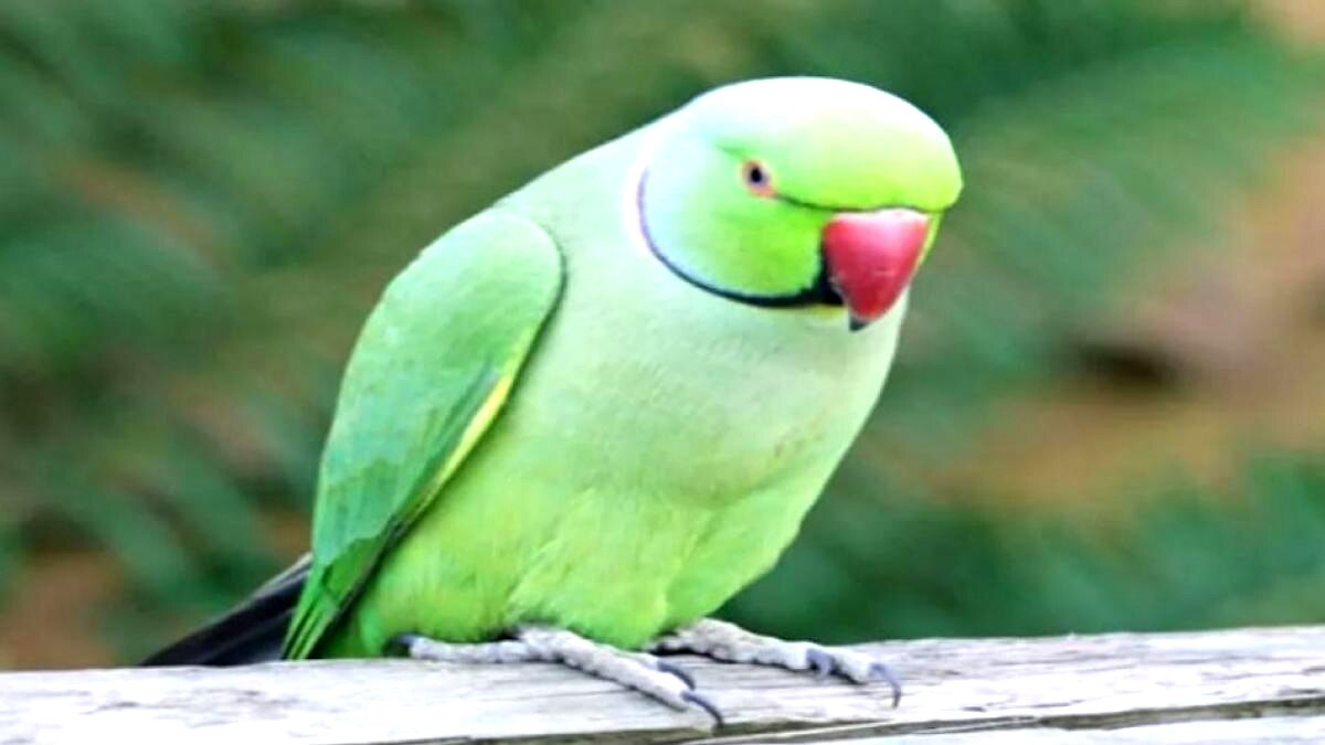 Parrot