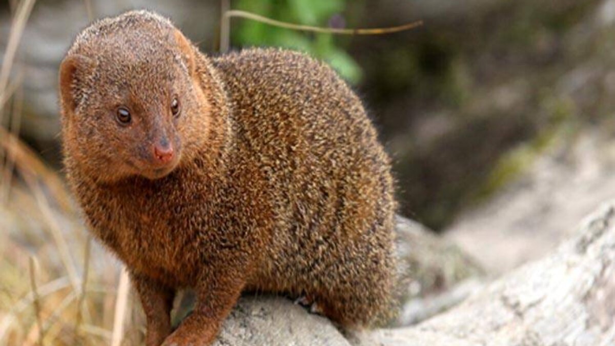 Mongoose