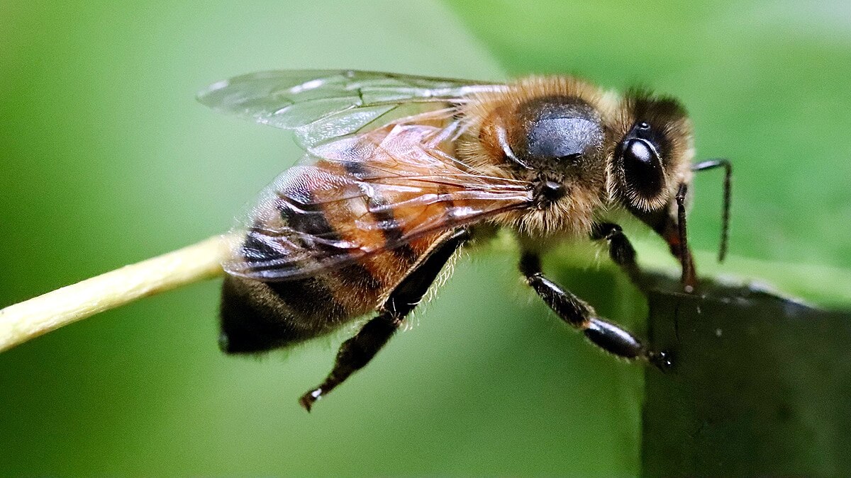 Bee