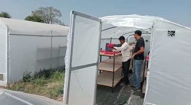 गुलाब जल प्लांट