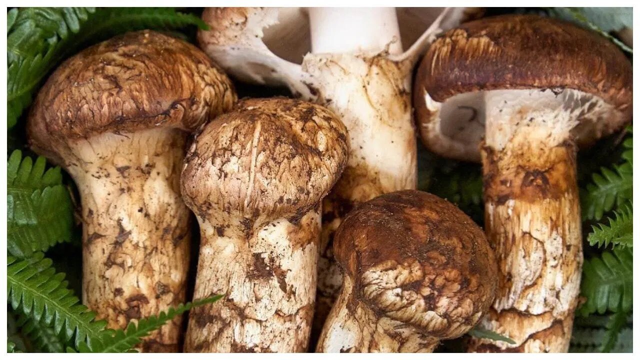 मात्सुके मशरूम 