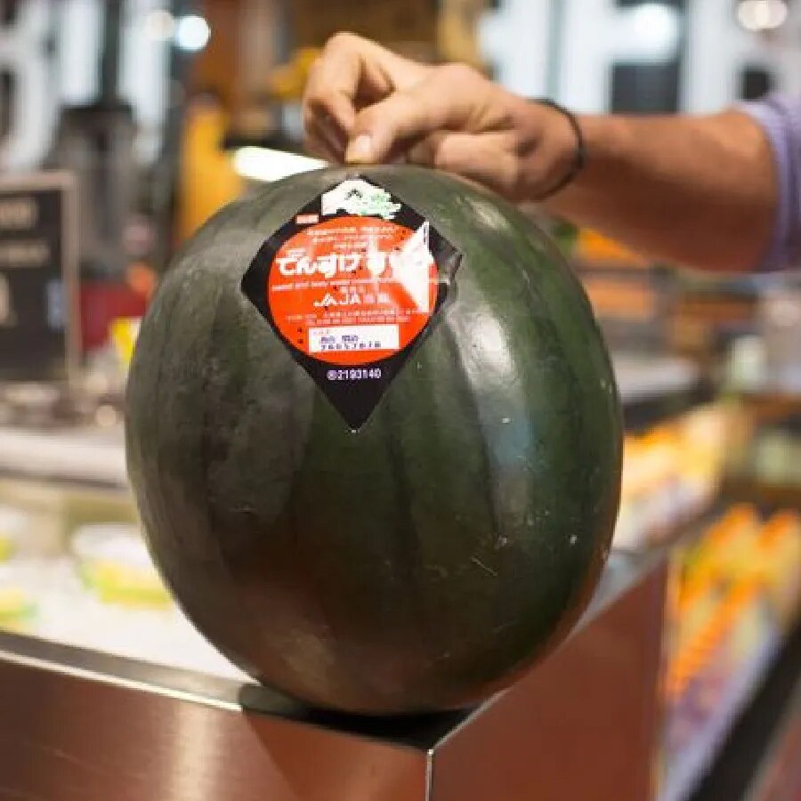 डेनसुक तरबूज