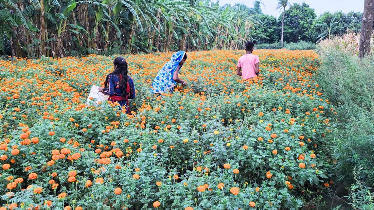 फूल की खेती  फूल की खेती