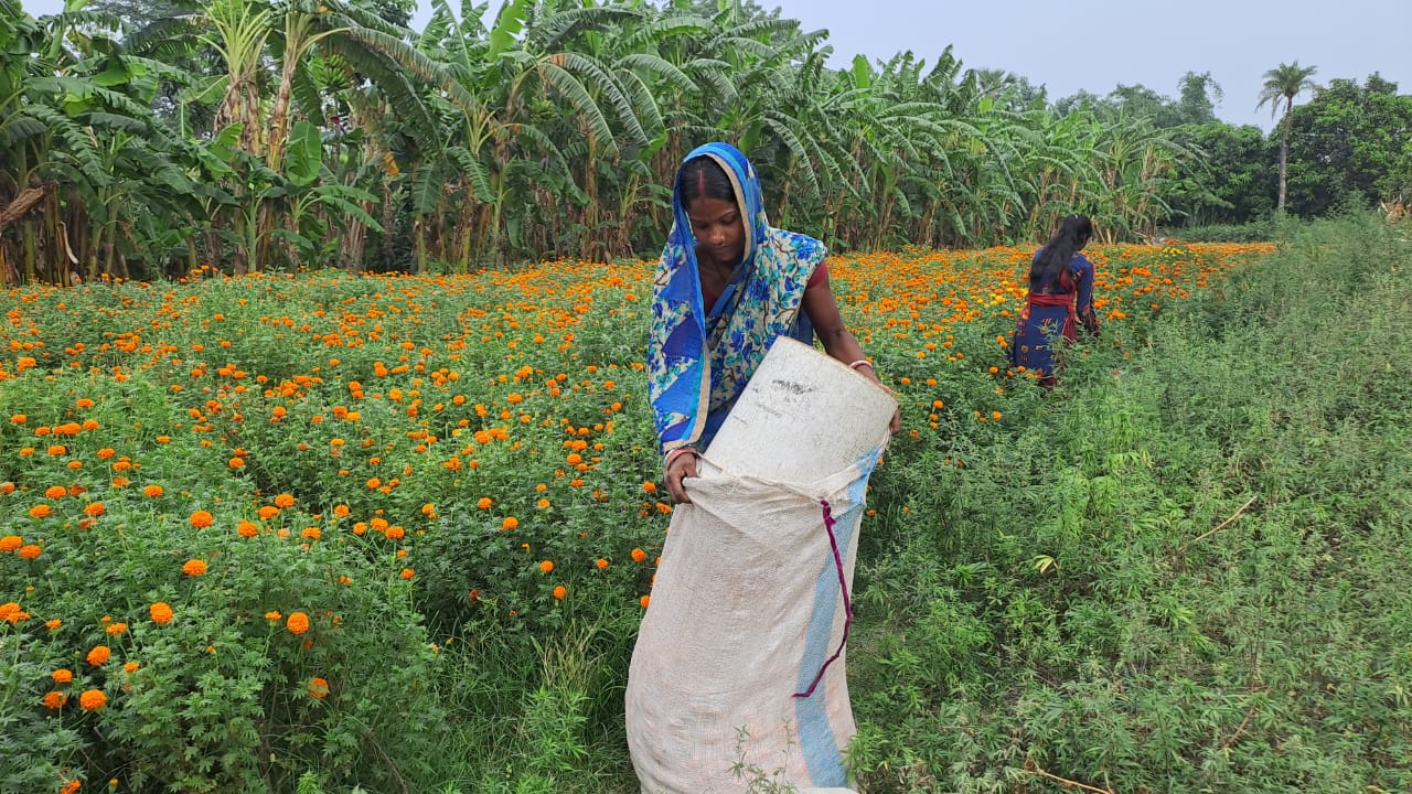 फूल की खेती  फूल की खेती