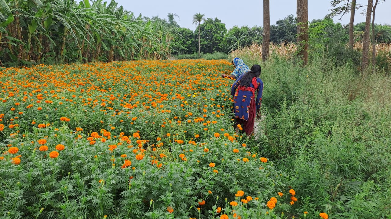 फूल की खेती  फूल की खेती