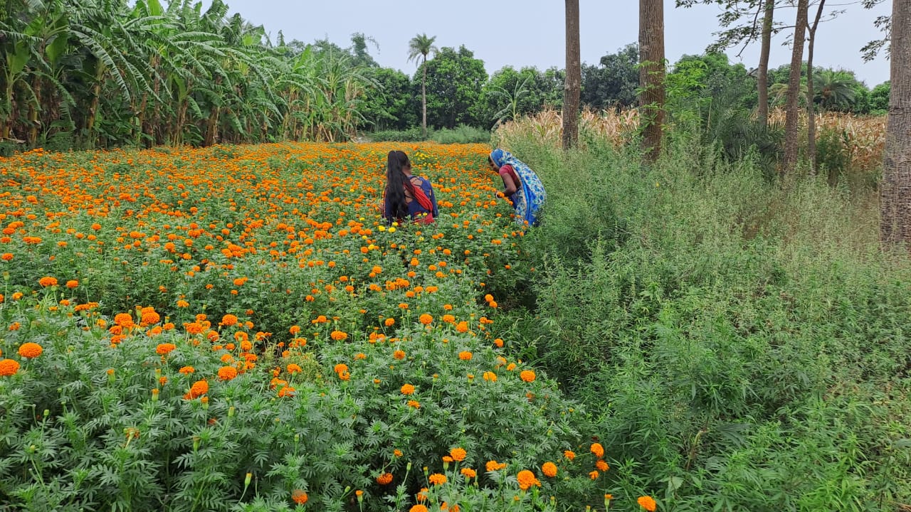 फूल की खेती फूल की खेती