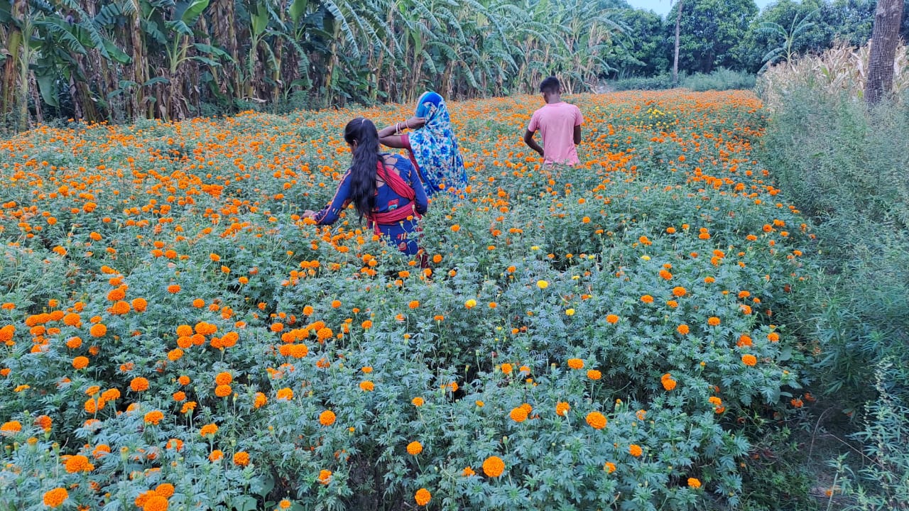 फूल की खेती फूल की खेती
