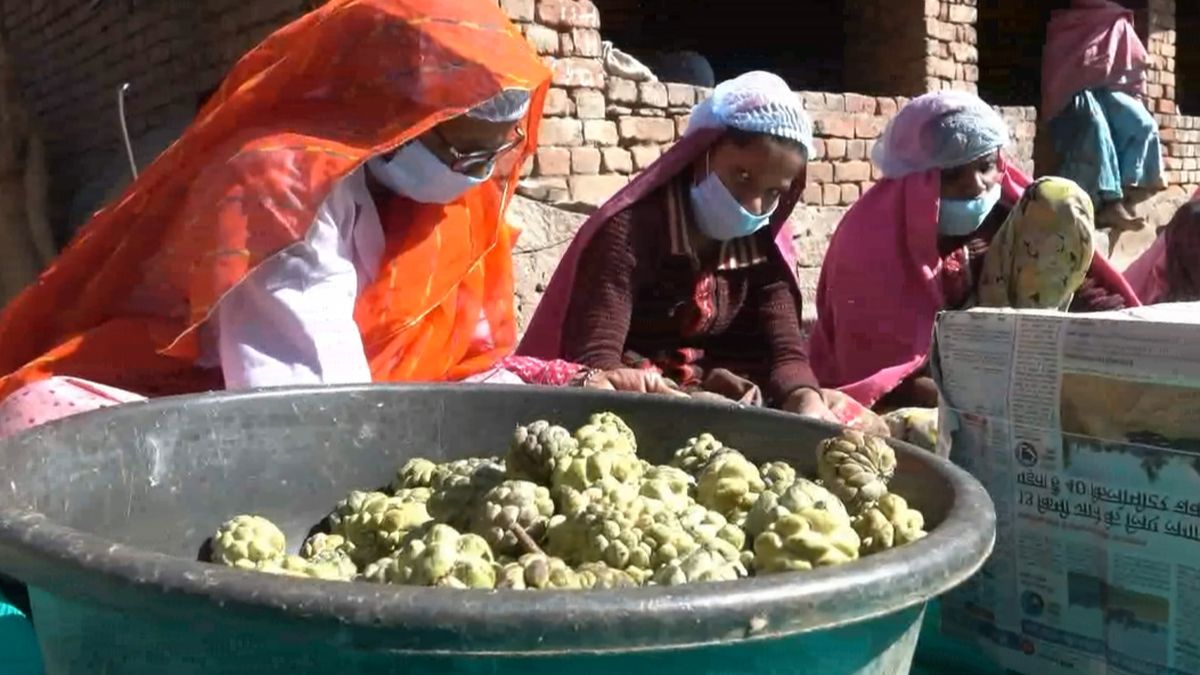 सीताफल ने बदल दी महिलाओं की तकदीर