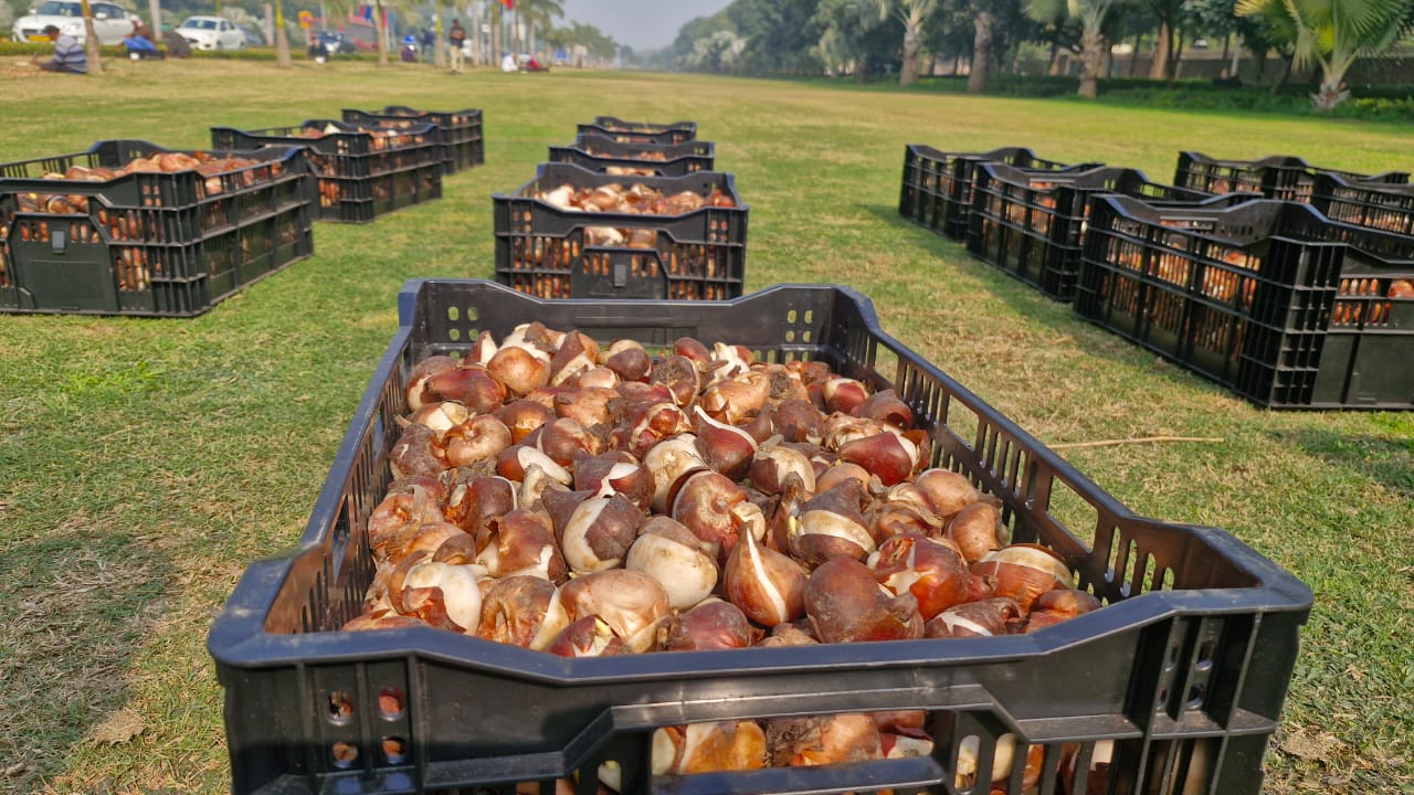 Delhi Tulip festival 