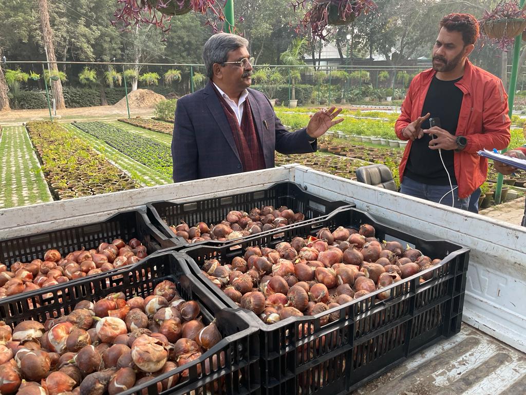 Delhi Tulip festival 