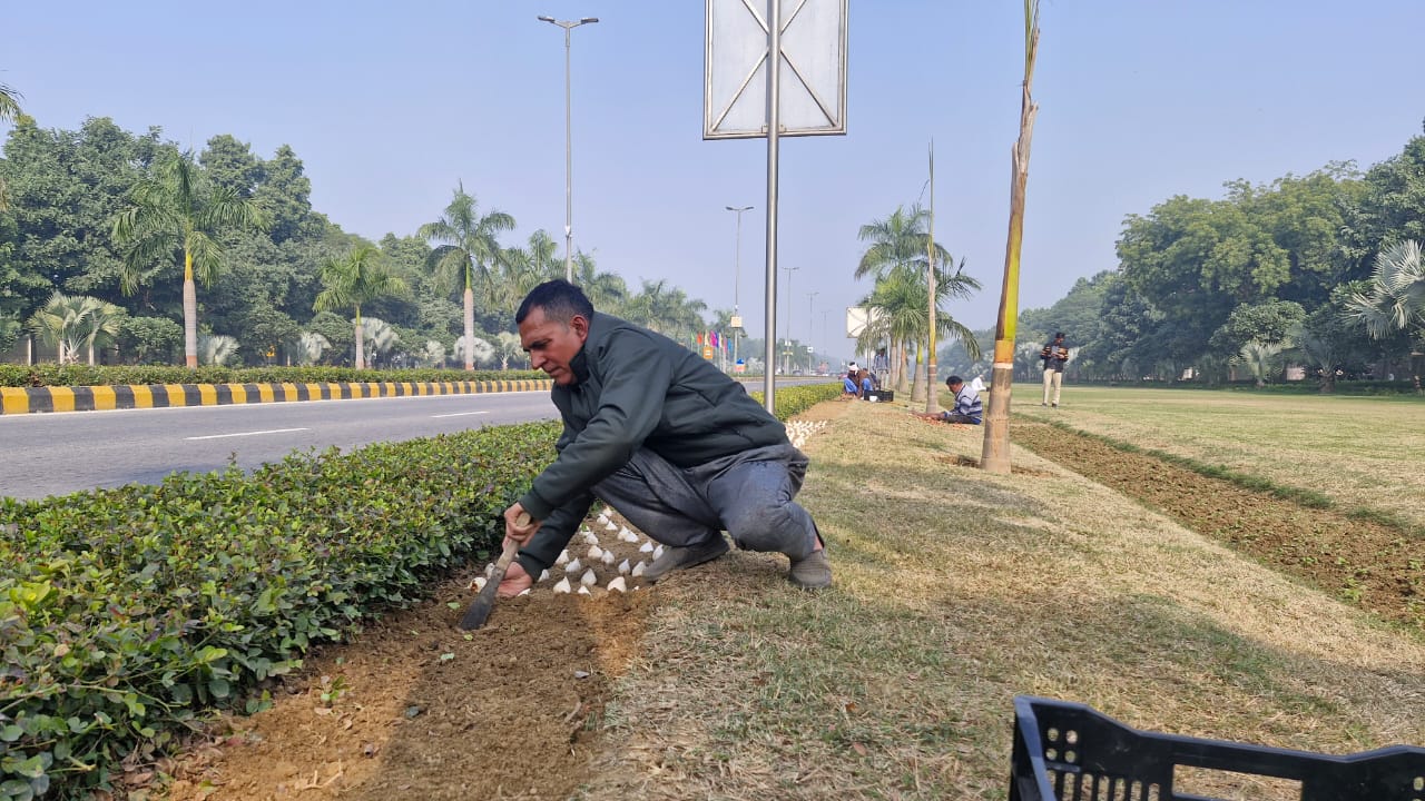Delhi Tulip festival 