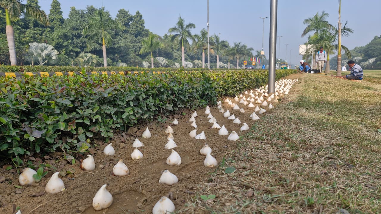 Delhi Tulip festival 