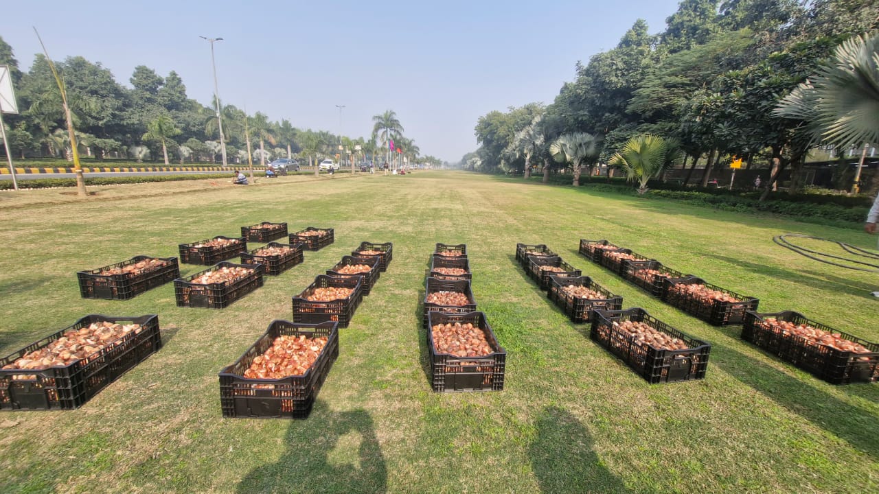 Delhi Tulip festival 