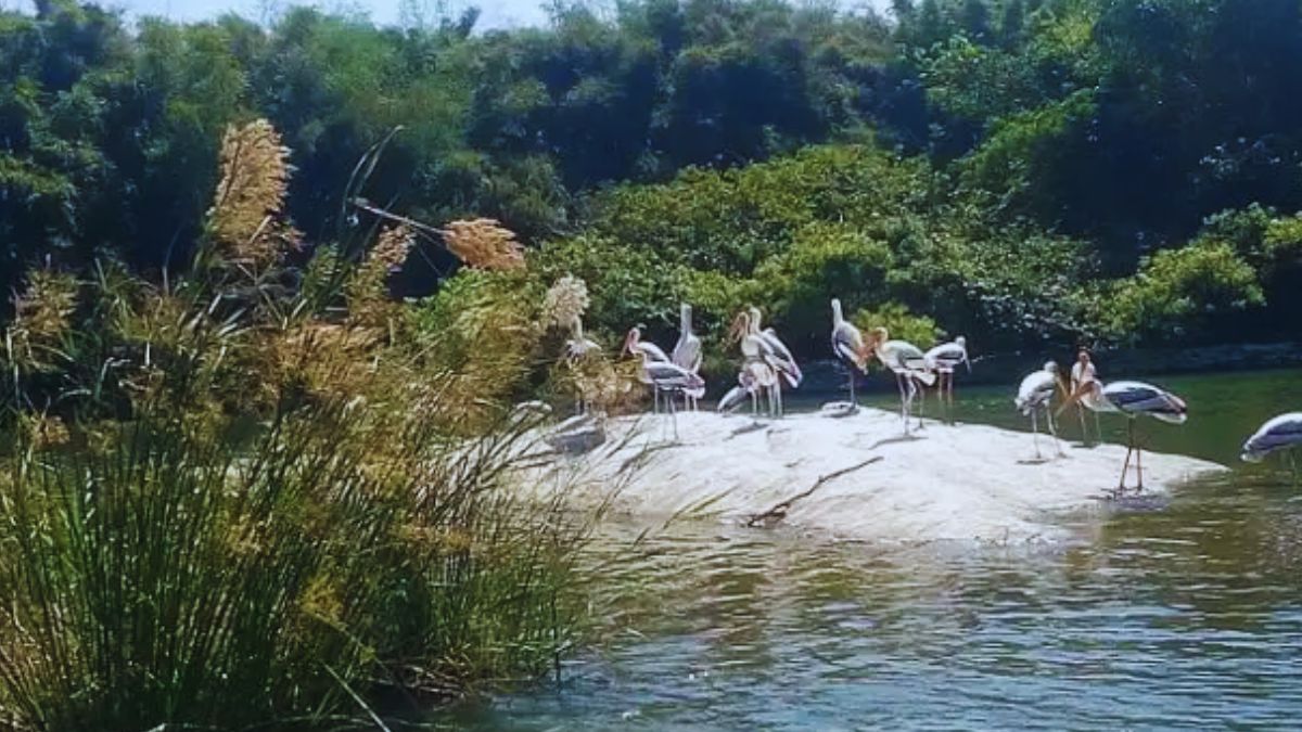 पिट्टी बर्ड सैंक्चुअरी 