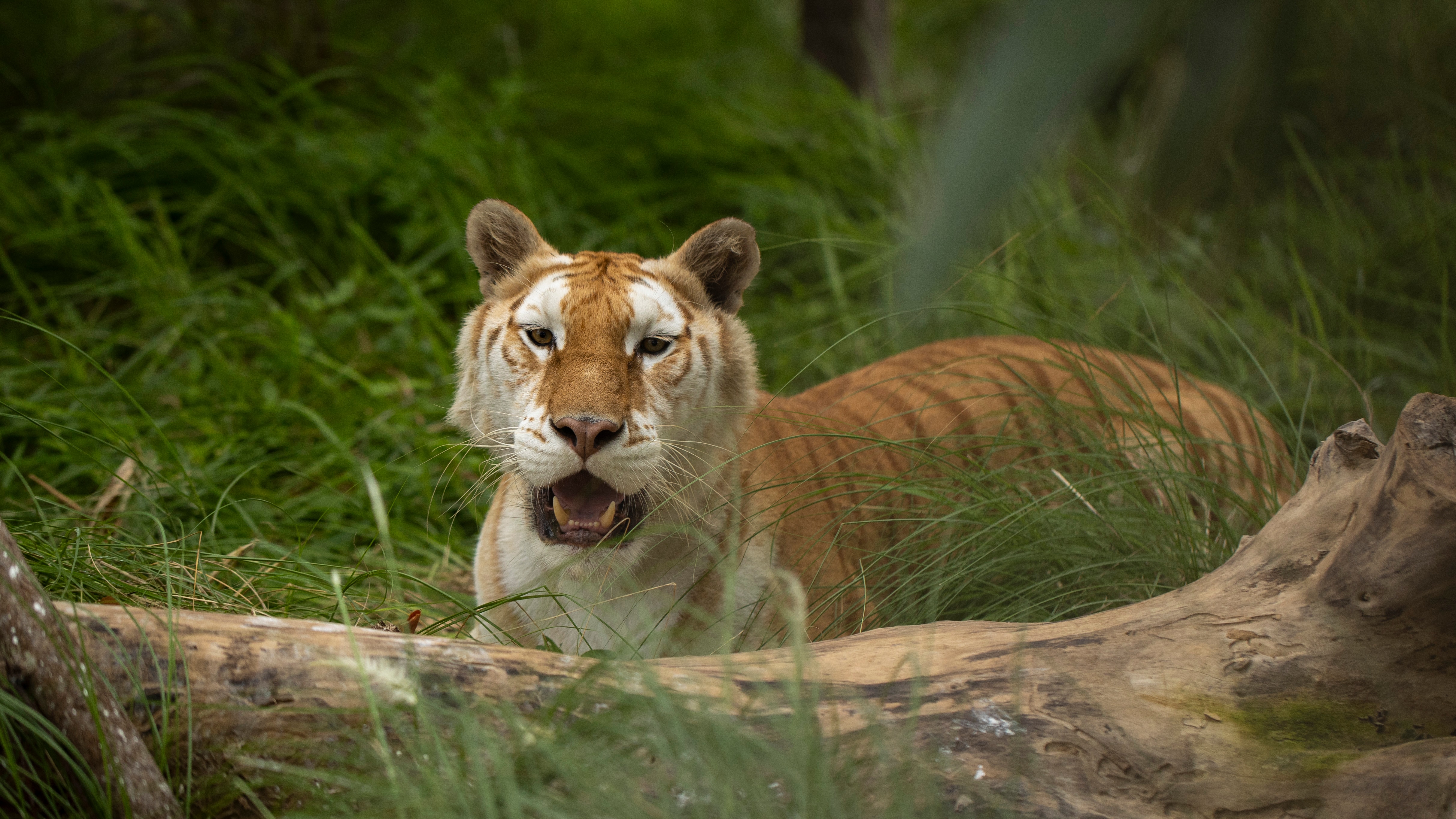 वंतारा प्रोजेक्ट