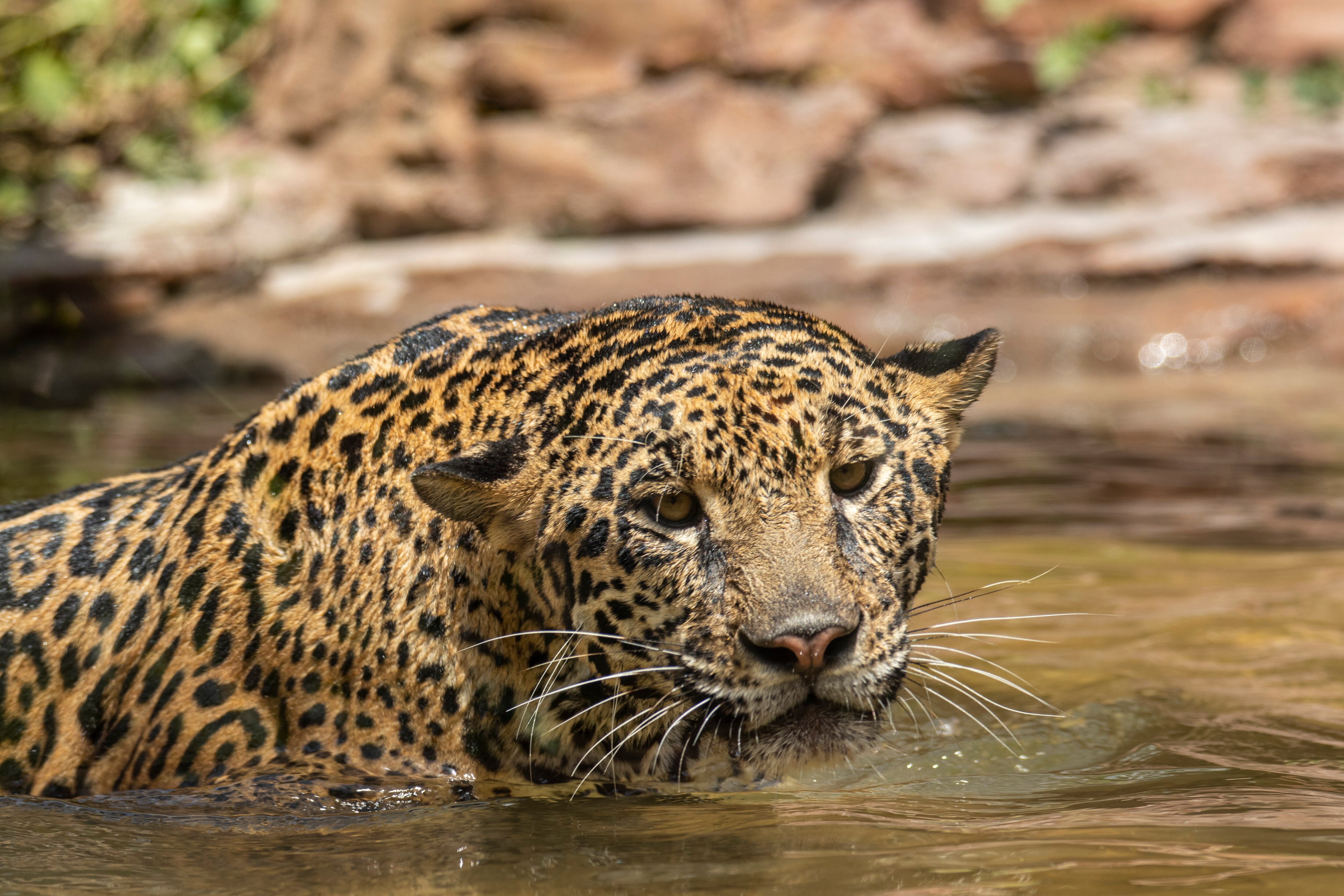 वंतारा प्रोजेक्ट