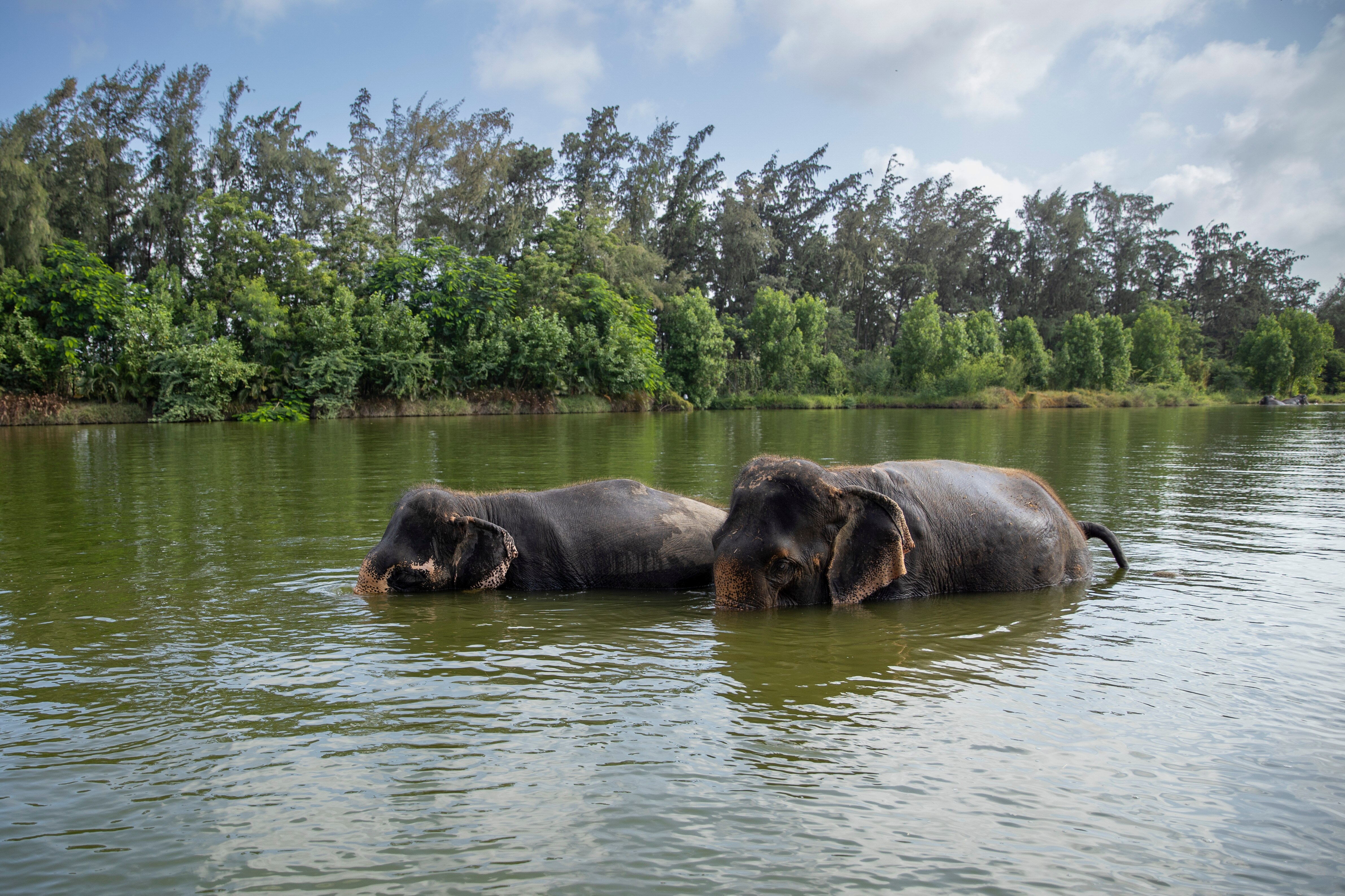 वंतारा प्रोजेक्ट
