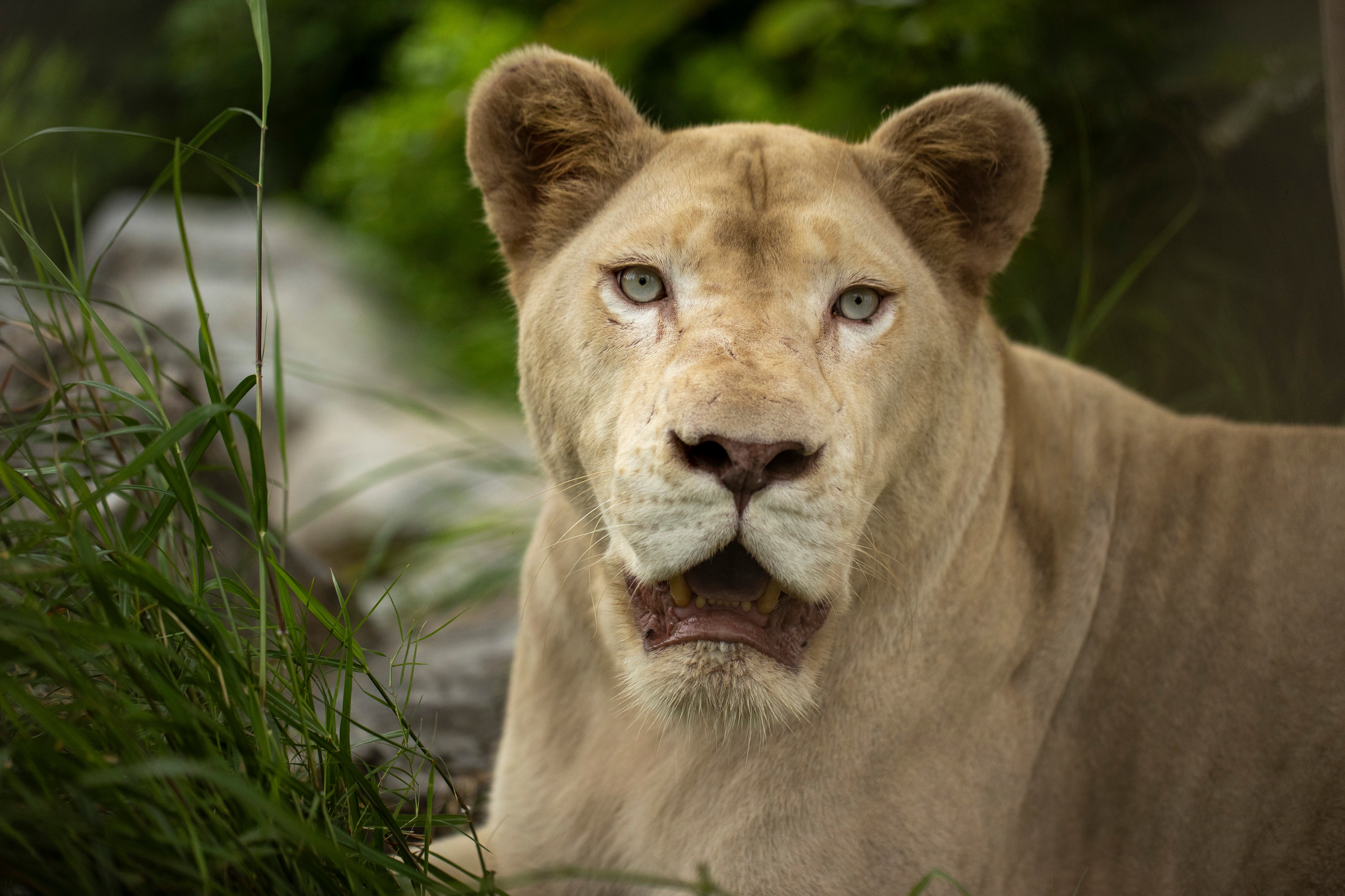 वंतारा प्रोजेक्ट