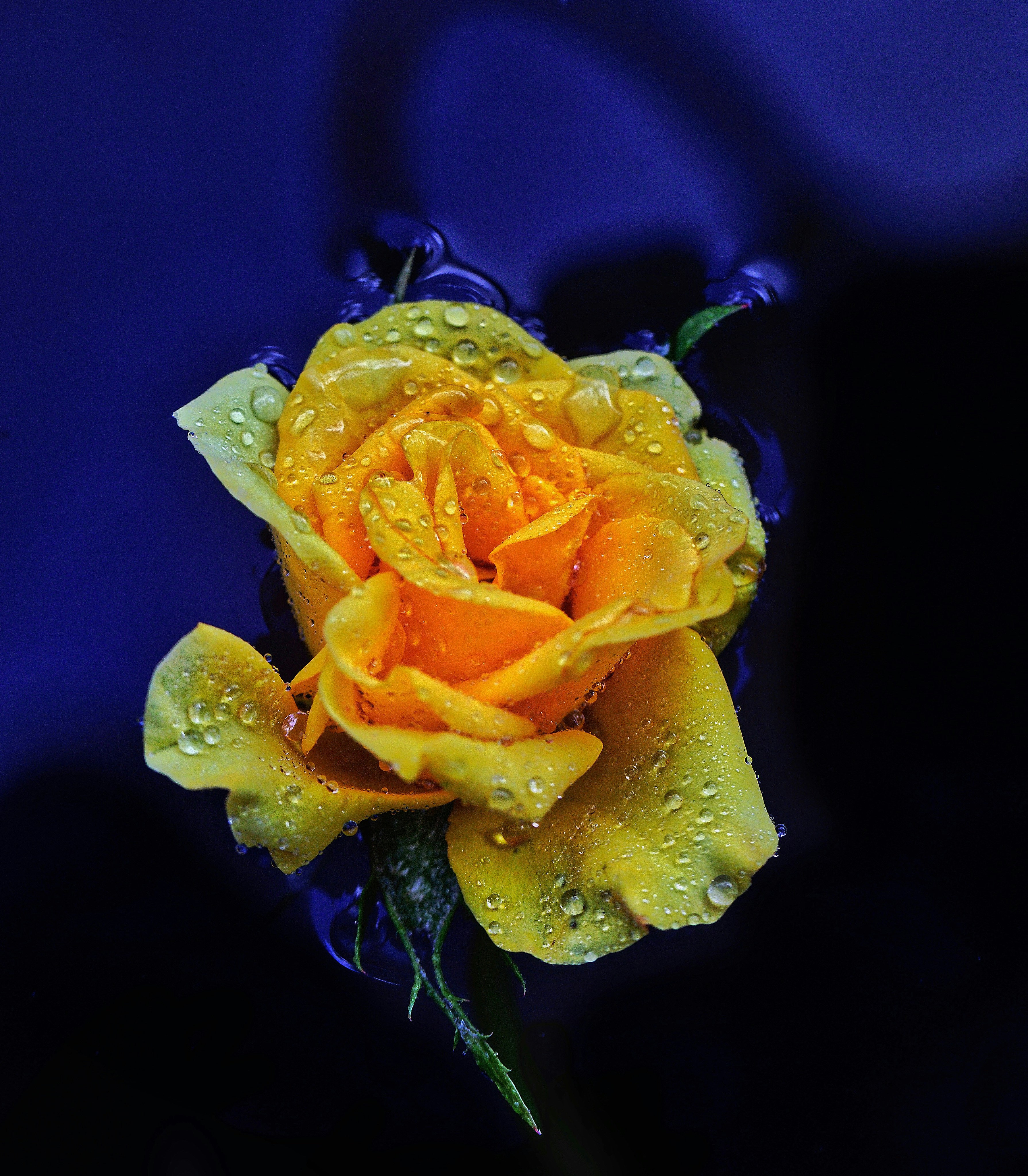 Rose day Rose day