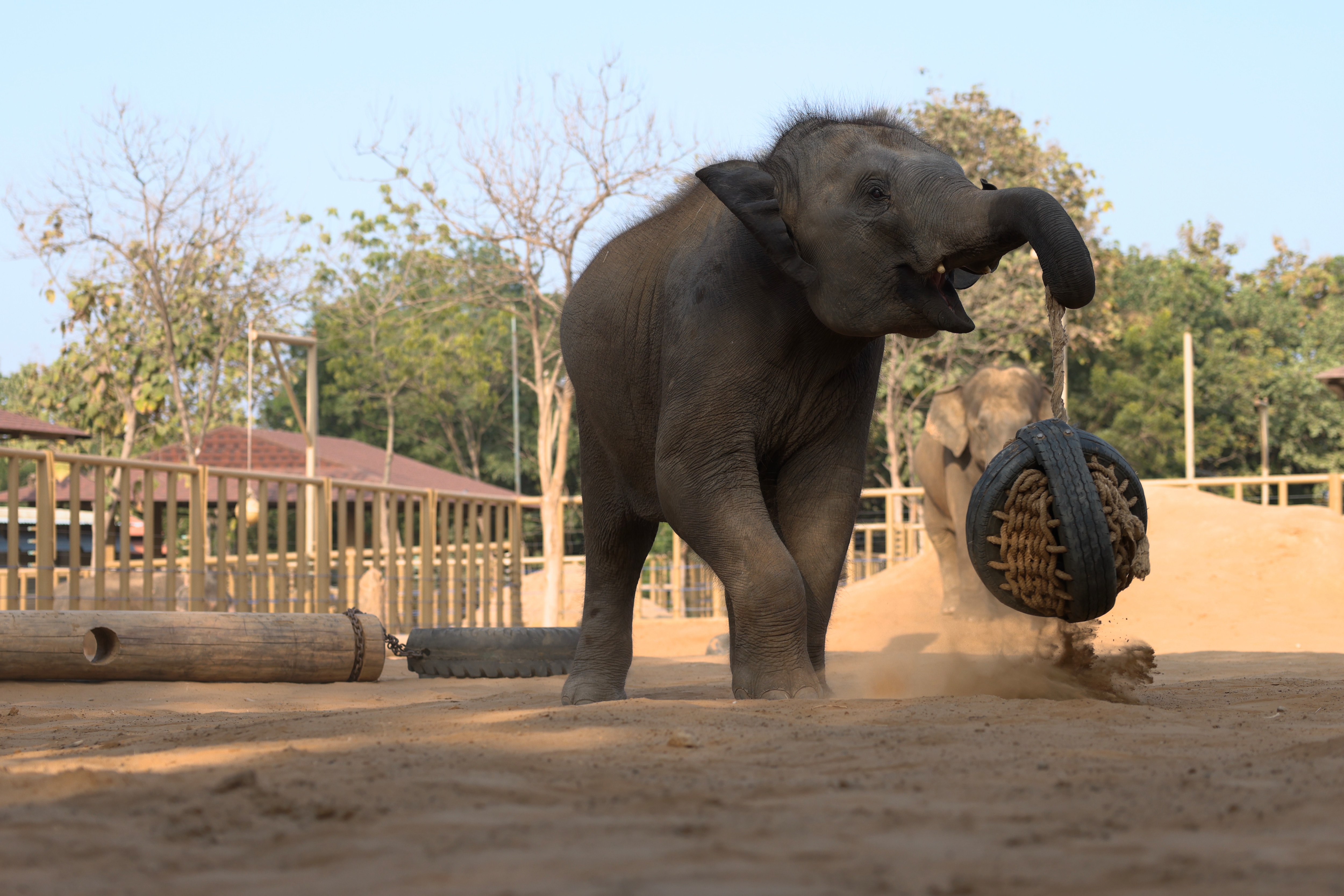 वंतारा प्रोजेक्ट
