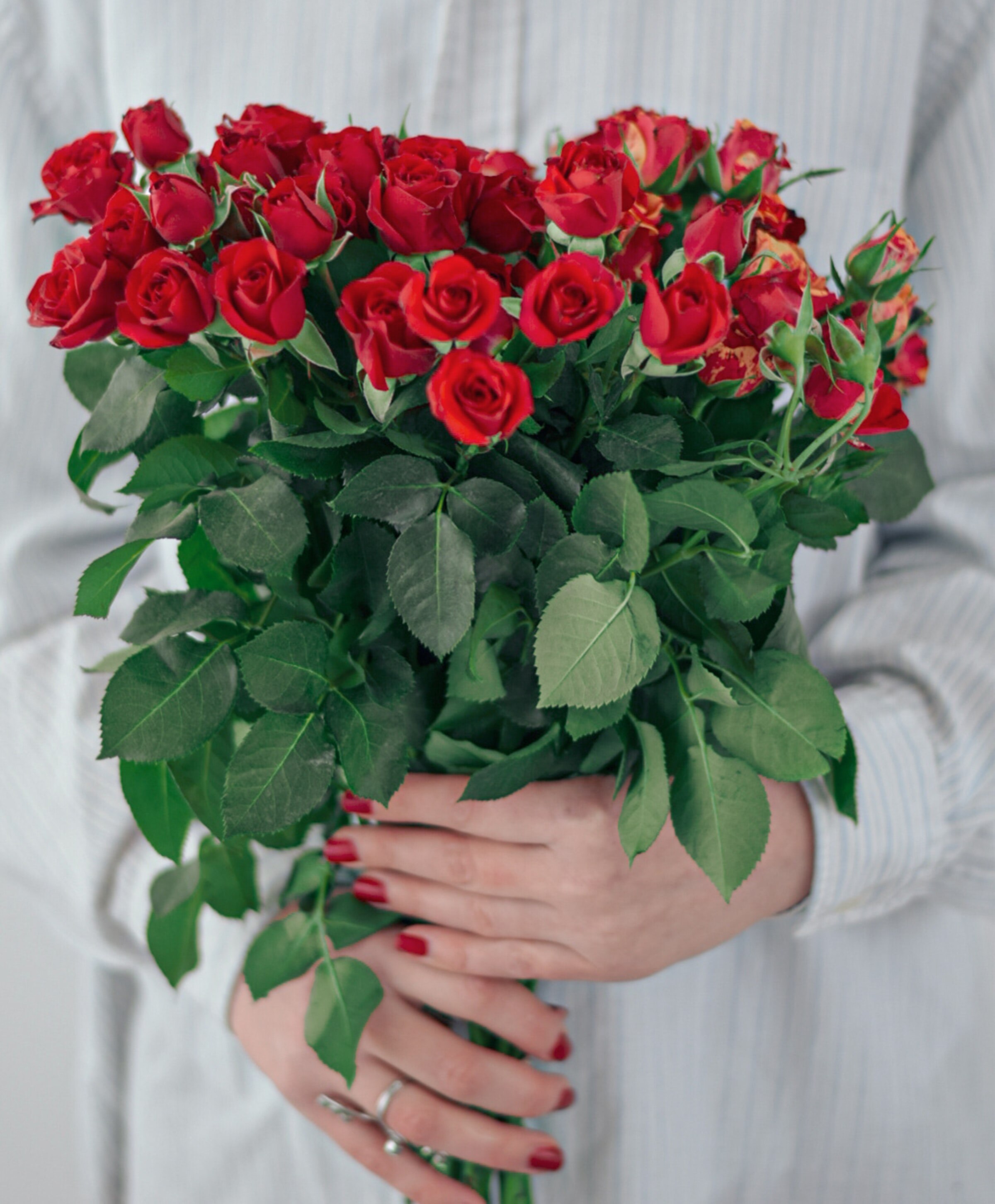 Rose day Rose day