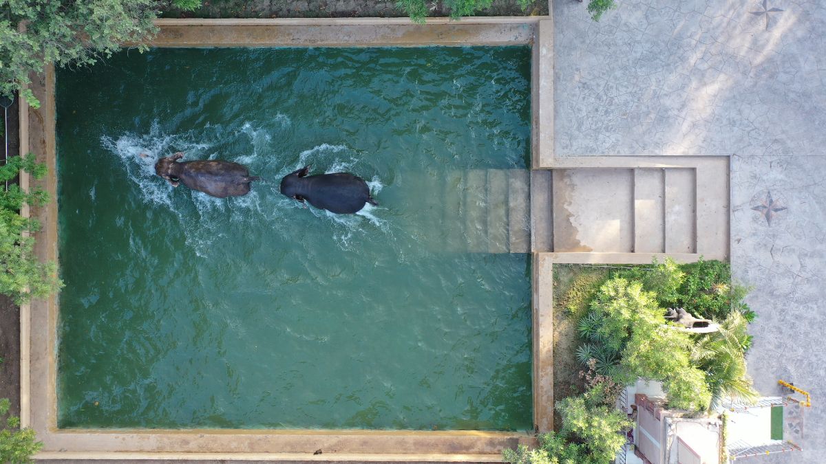 वंतारा प्रोजेक्ट