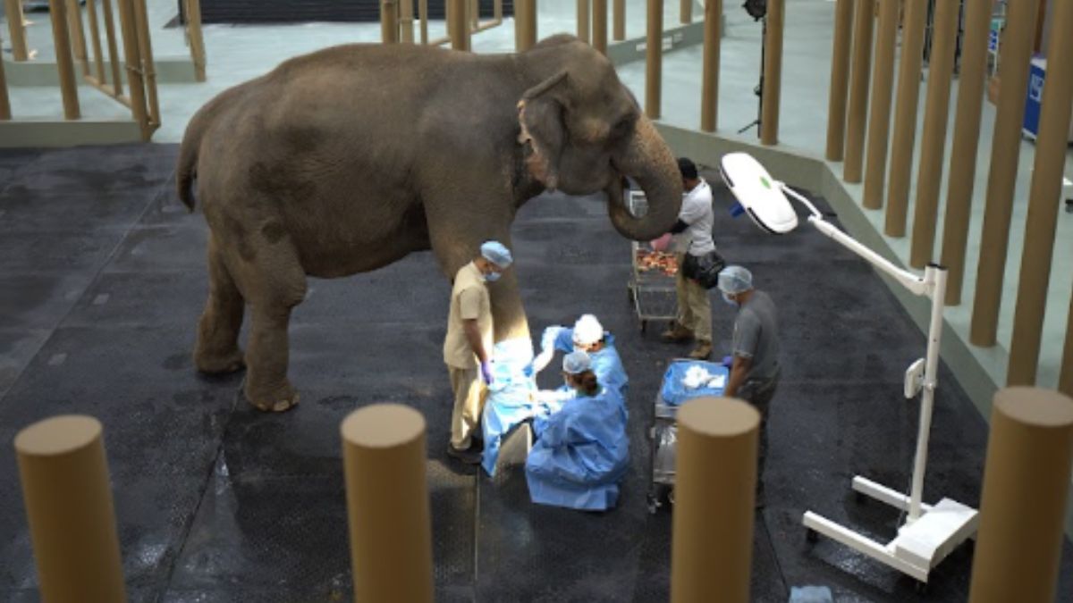 वंतारा प्रोजेक्ट