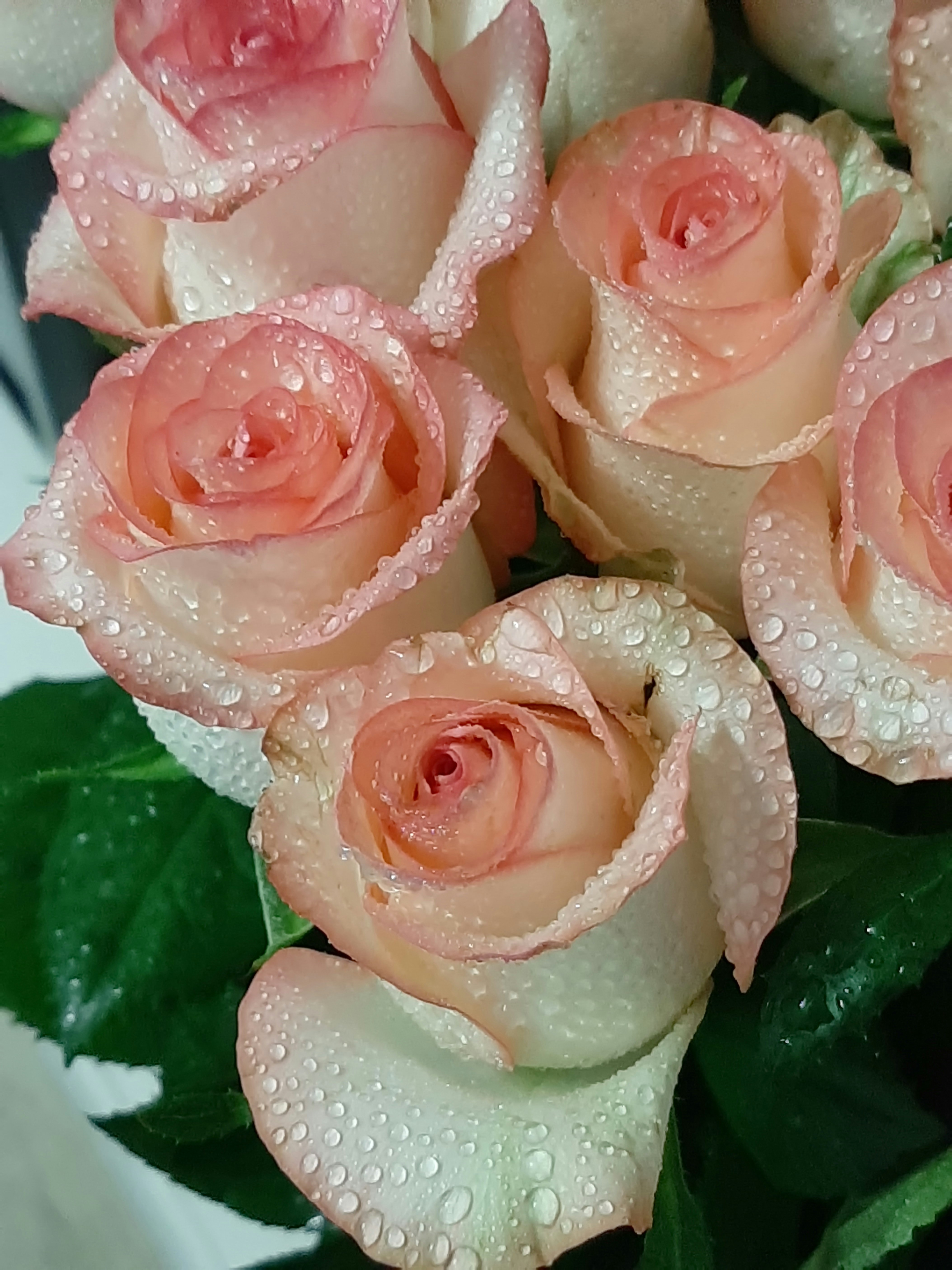 Rose day Rose day