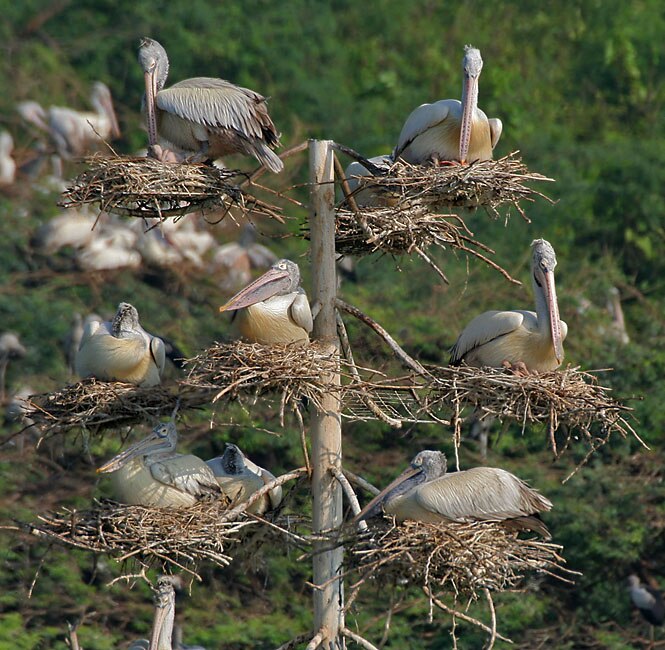 उप्पलपाडु बर्ड सैंगक्चूएरी (Uppalpadu Bird Sanctuary)