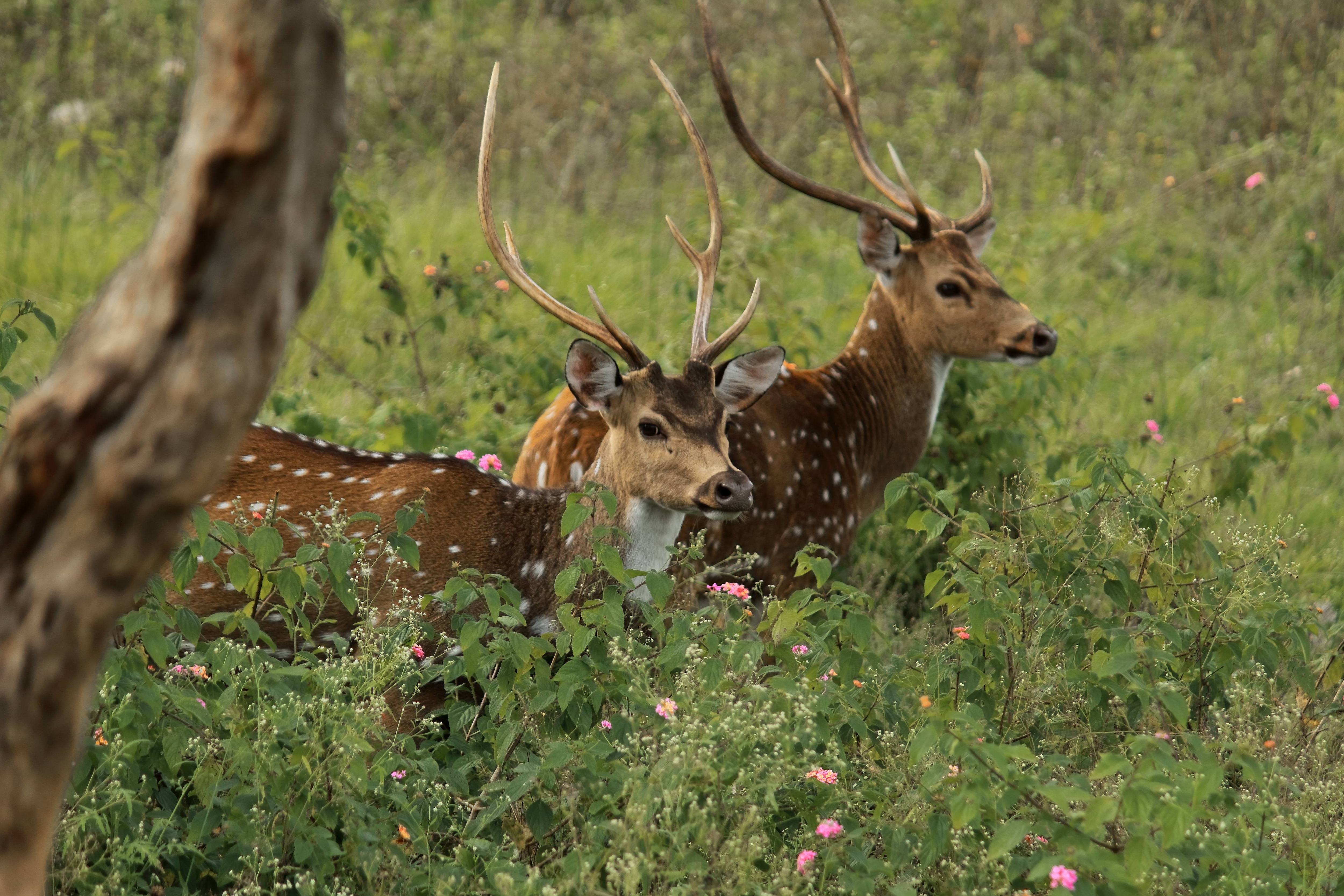 Bandipur National Park