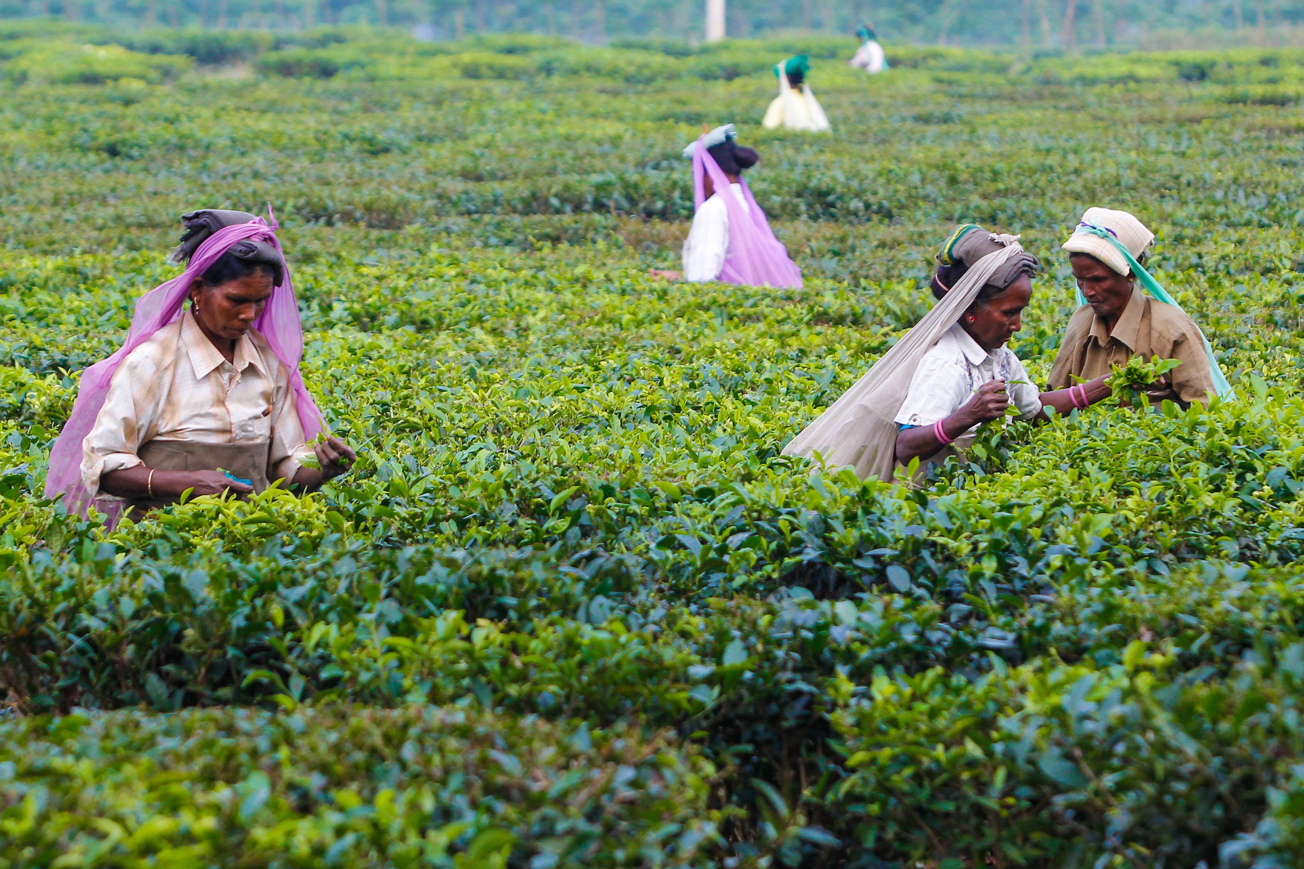 Darjeeling Tea Garden