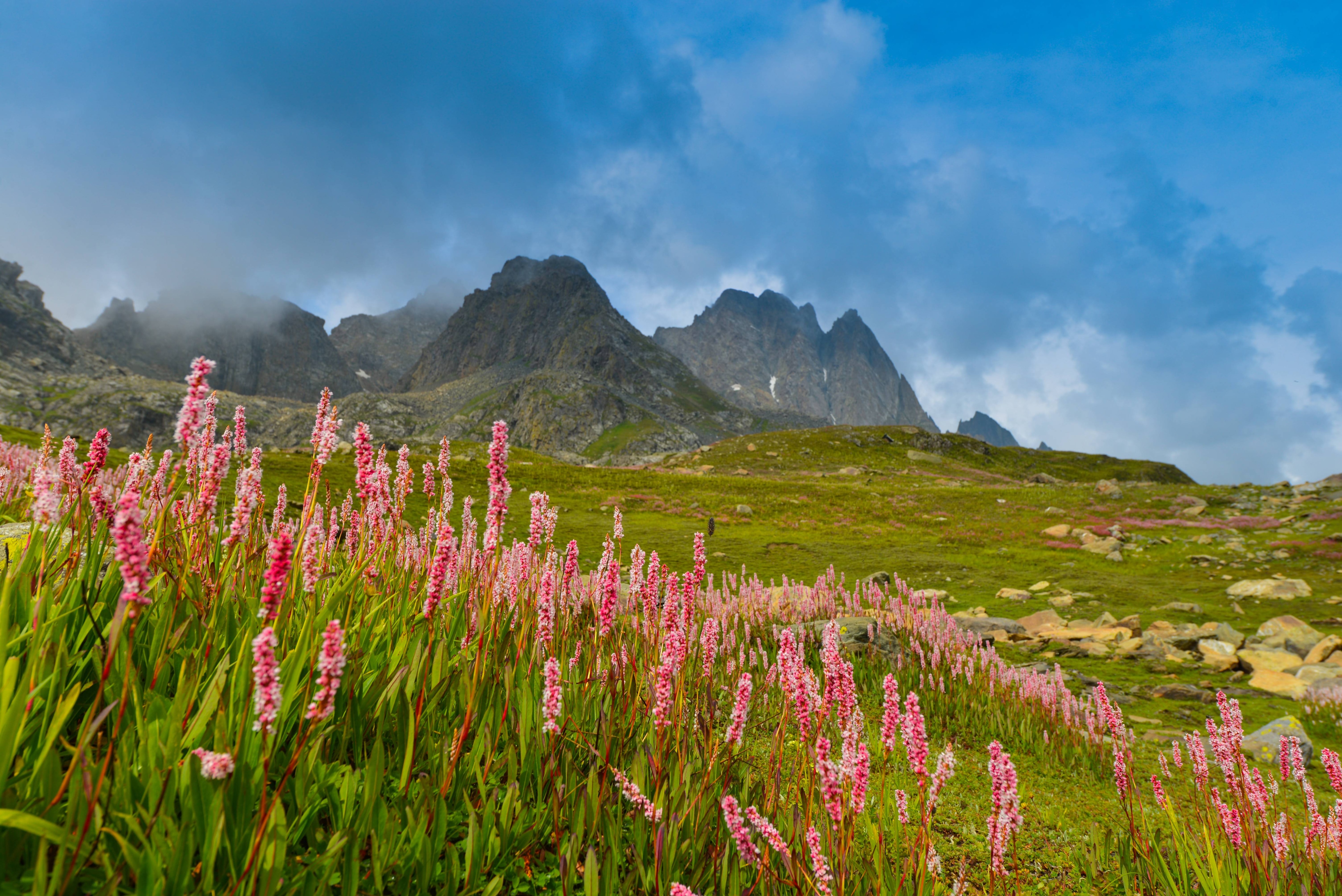 Valley of flowers