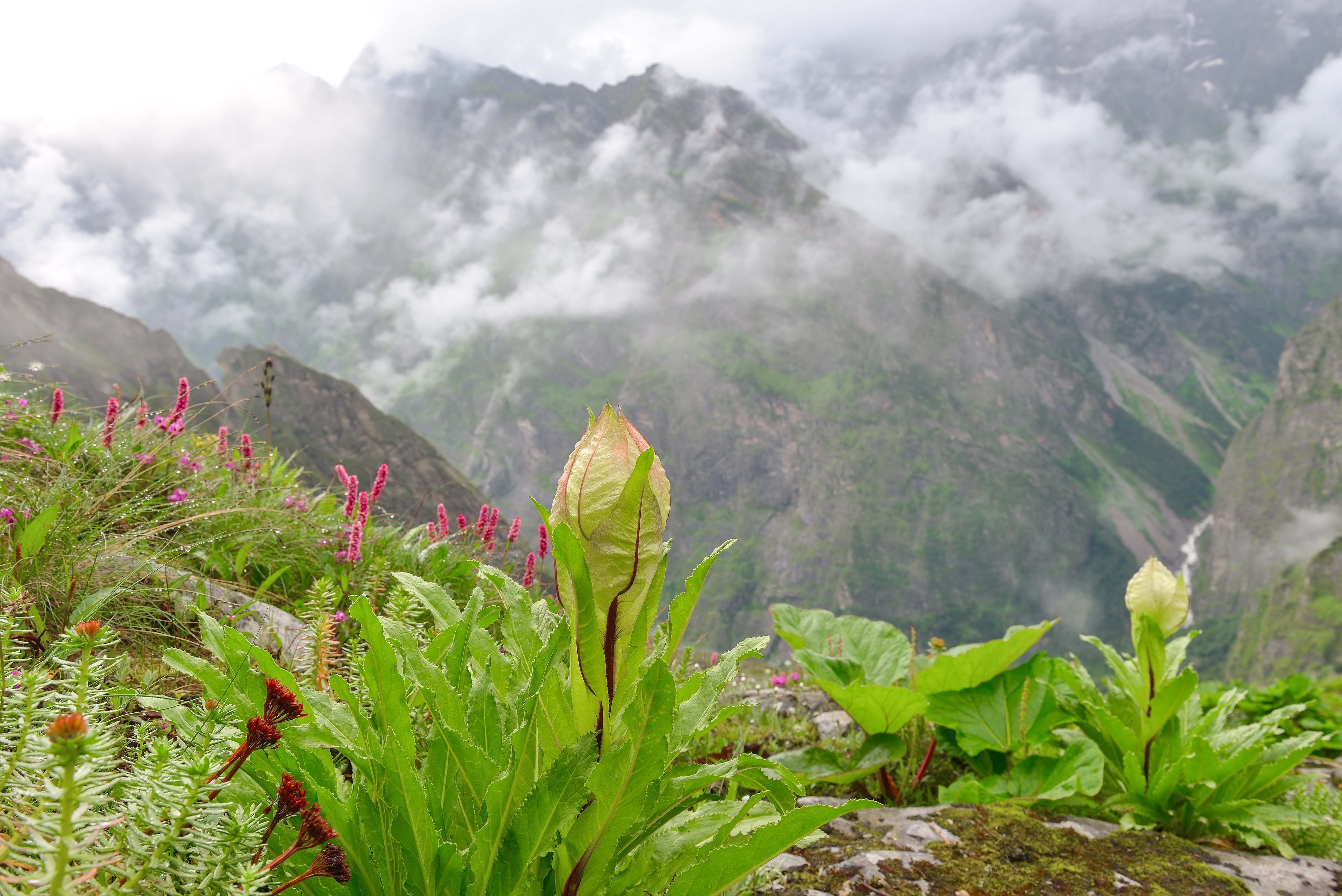 Valley Of Flowers
