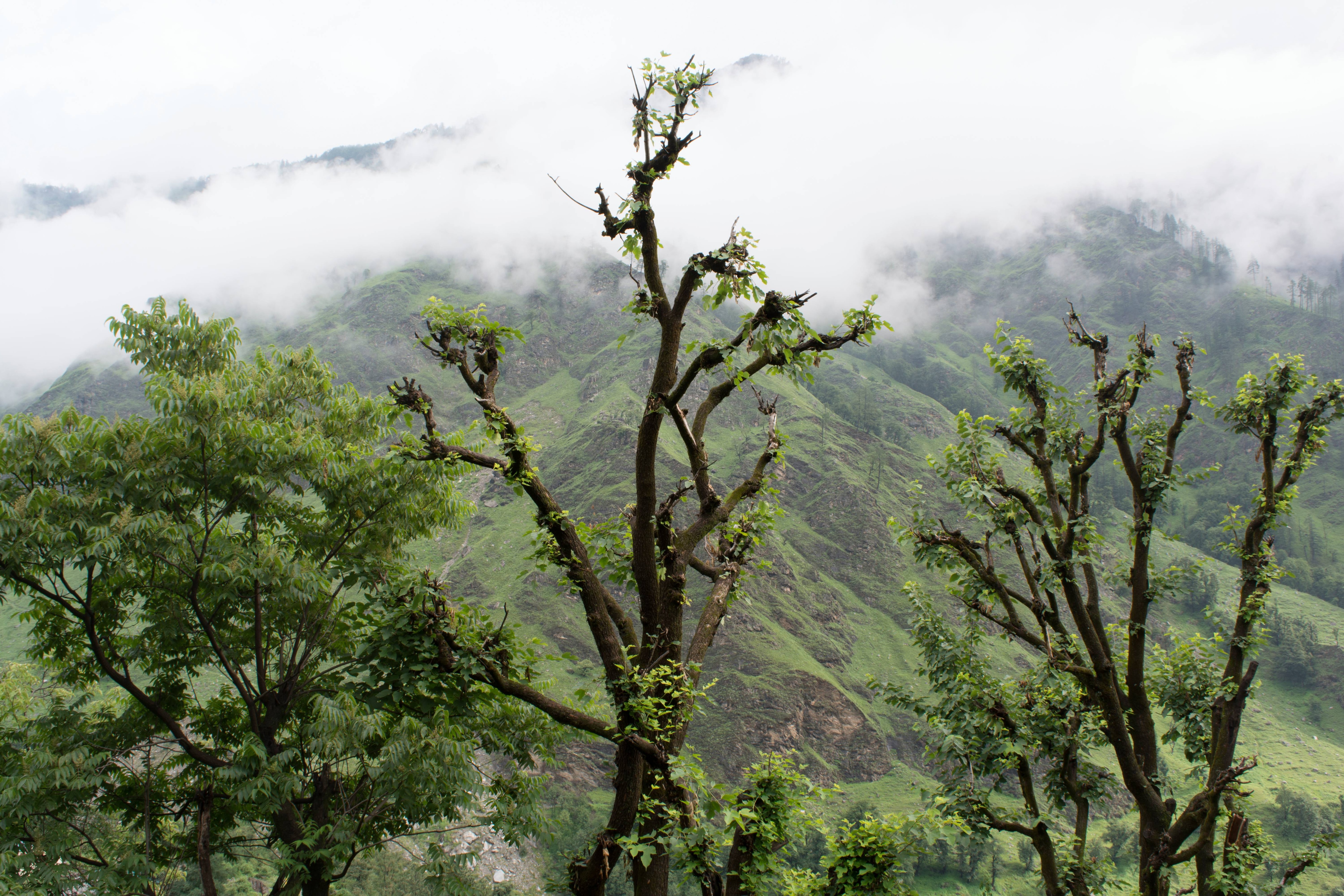 Govind National Park