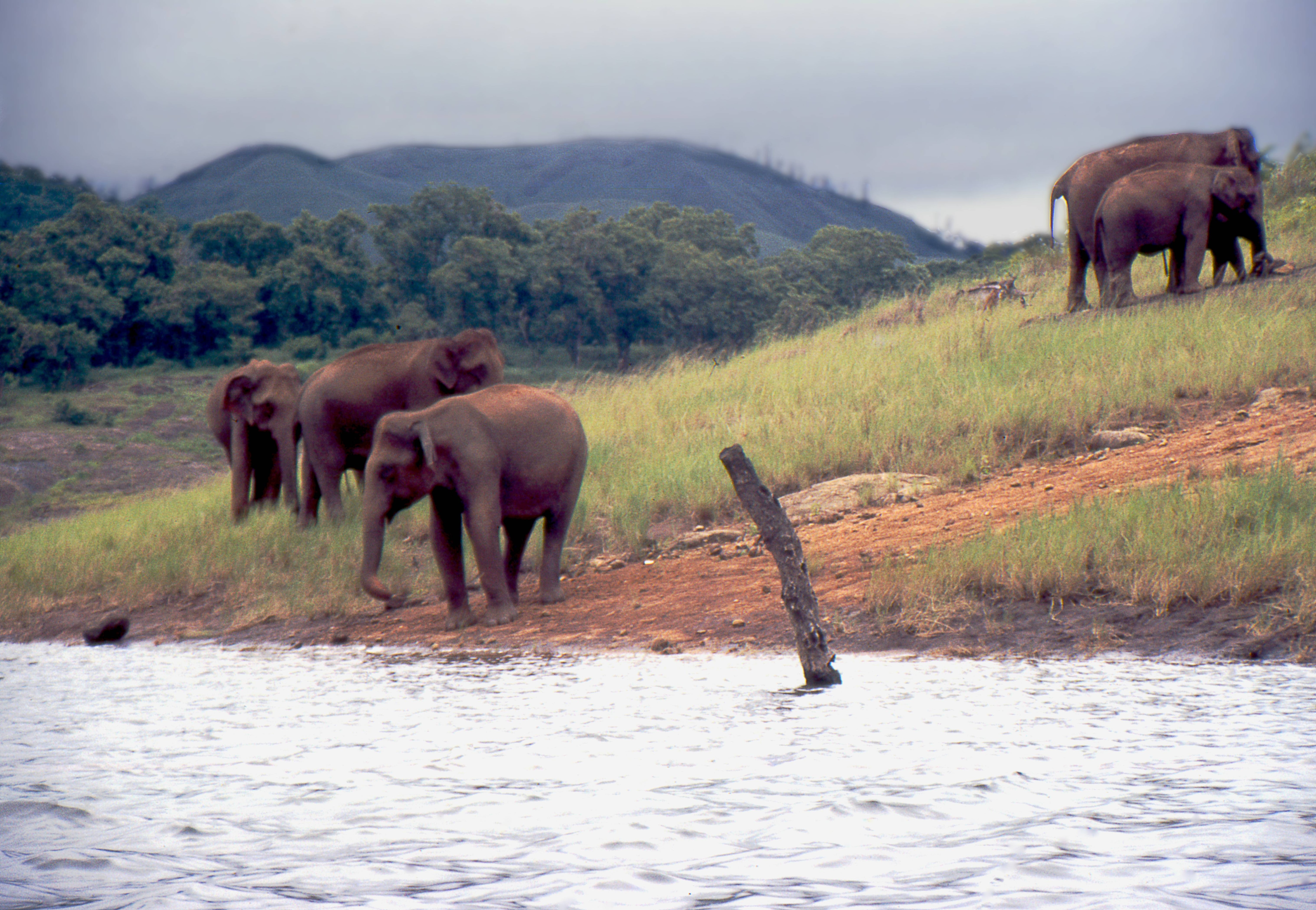 Periyar National Park