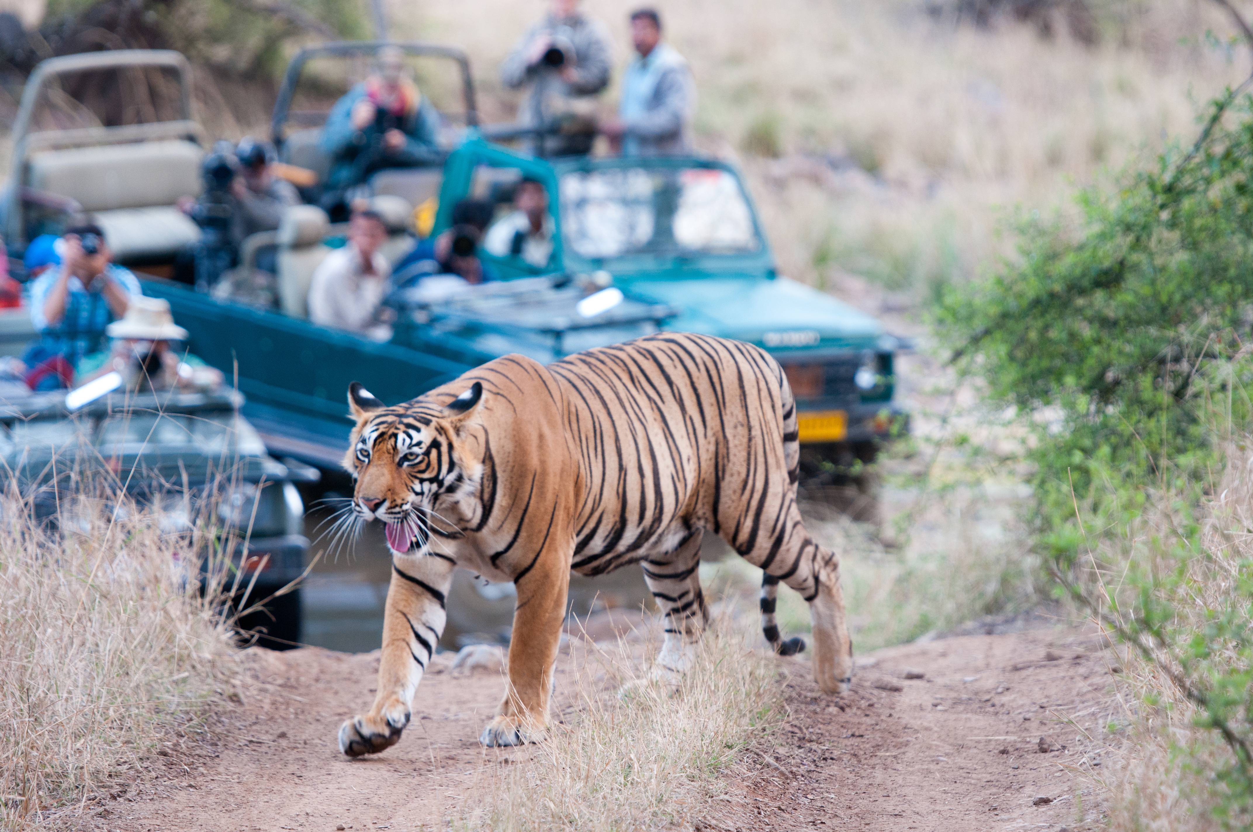 Ranthambore National Park