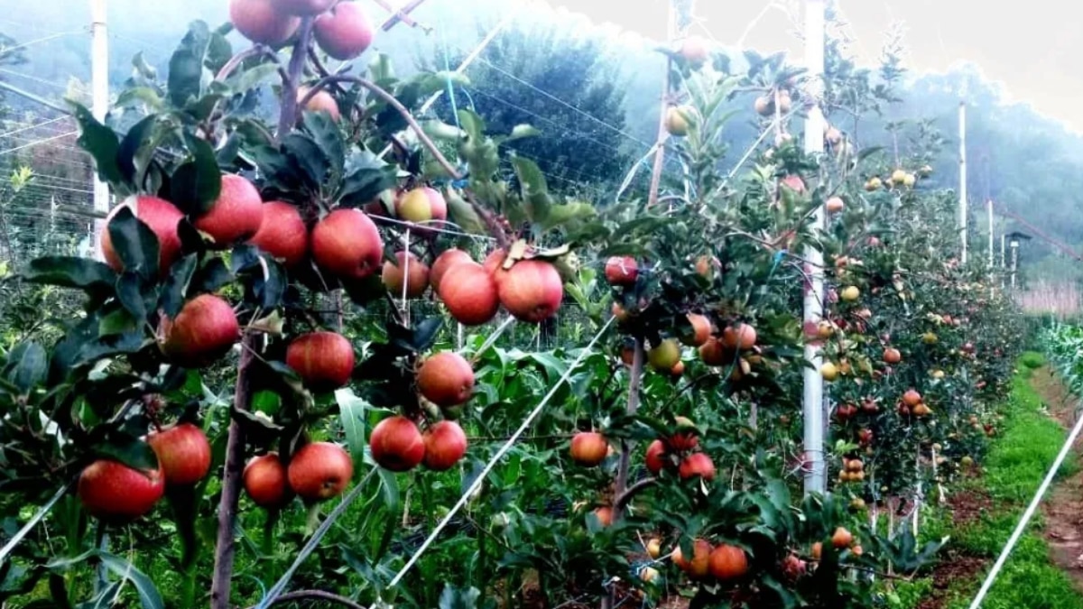 himachal pradesh himachal pradesh